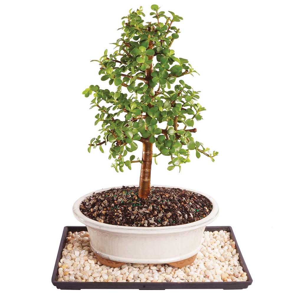 Brussel's Bonsai - Live Dwarf Jade Bonsai Tree with Ceramic Bonsai Pot & Humidity Tray, Indoor Bonsai Plant, 6 Years Old, 10-14 Inches Tall, Easy Care Houseplant for Home or Office (Large)