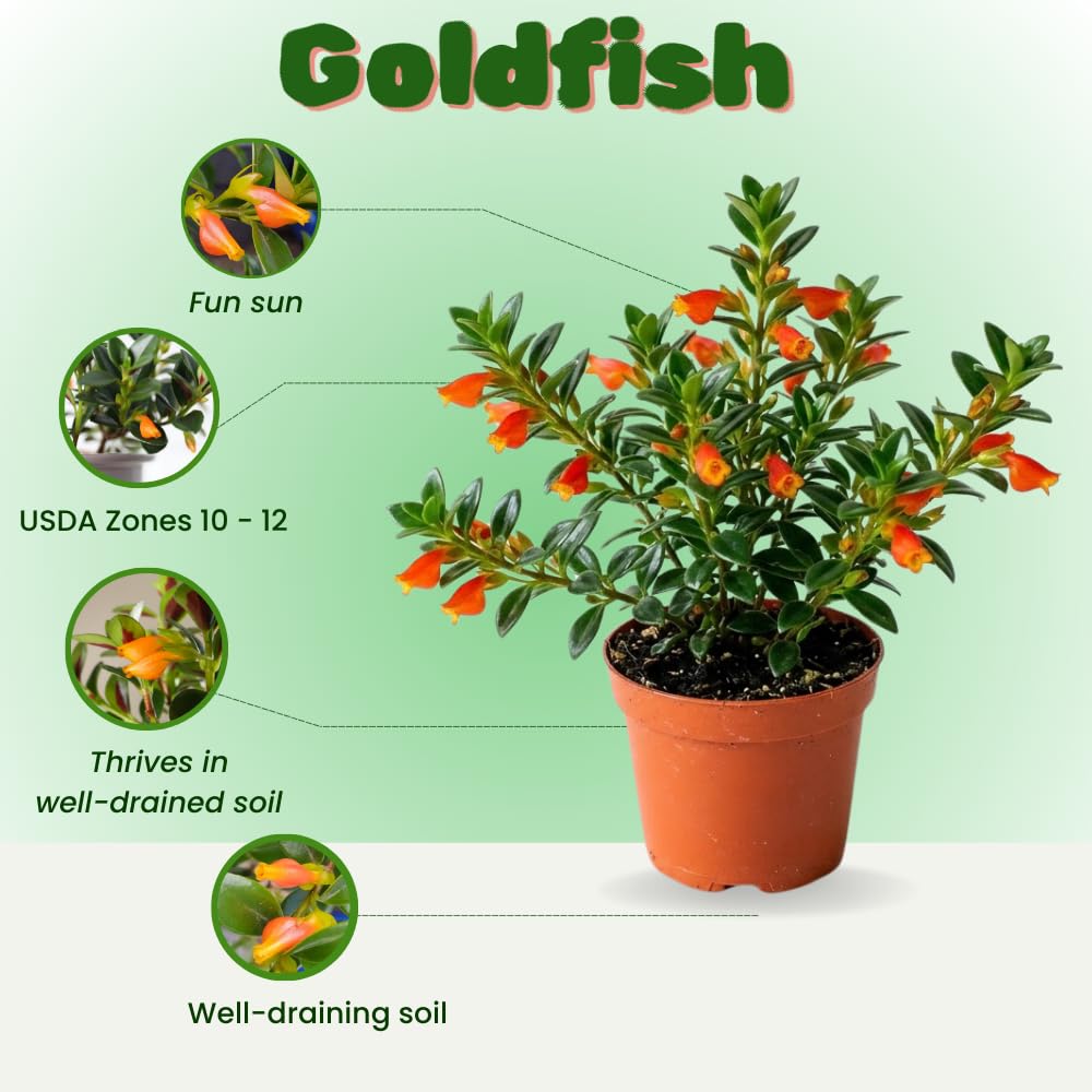 Goldfish Plants Live in 4" Pot from 4-7" Tall, Goldfish Plants Live Houseplants, Orange Flowering Trailing Plant for Indoor Outdoor Houseplant