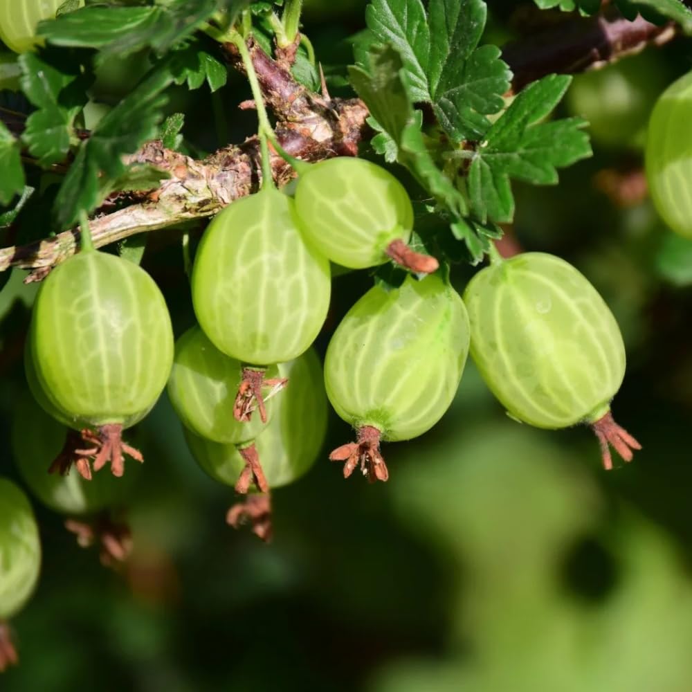 Sweet Gooseberry Tree Plant Live, Gooseberry Bush Live Plant, 5-9 Inch Tall, Gooseberry Plant Live for Planting Outdoors