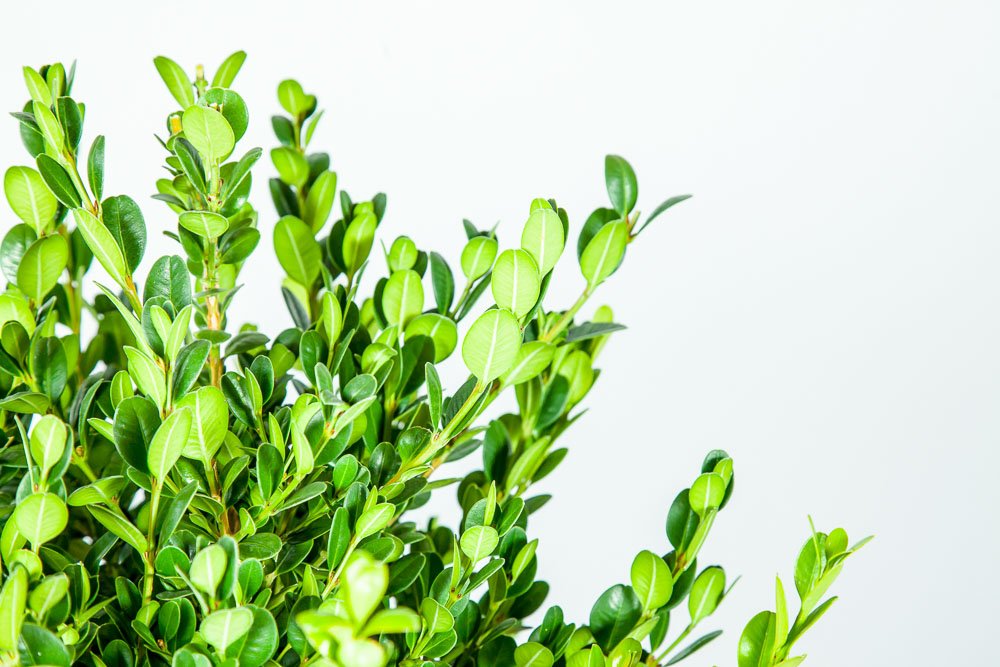 Perfect Plants wintergreen bush boxwood, 1 gallon, Includes Plant Food