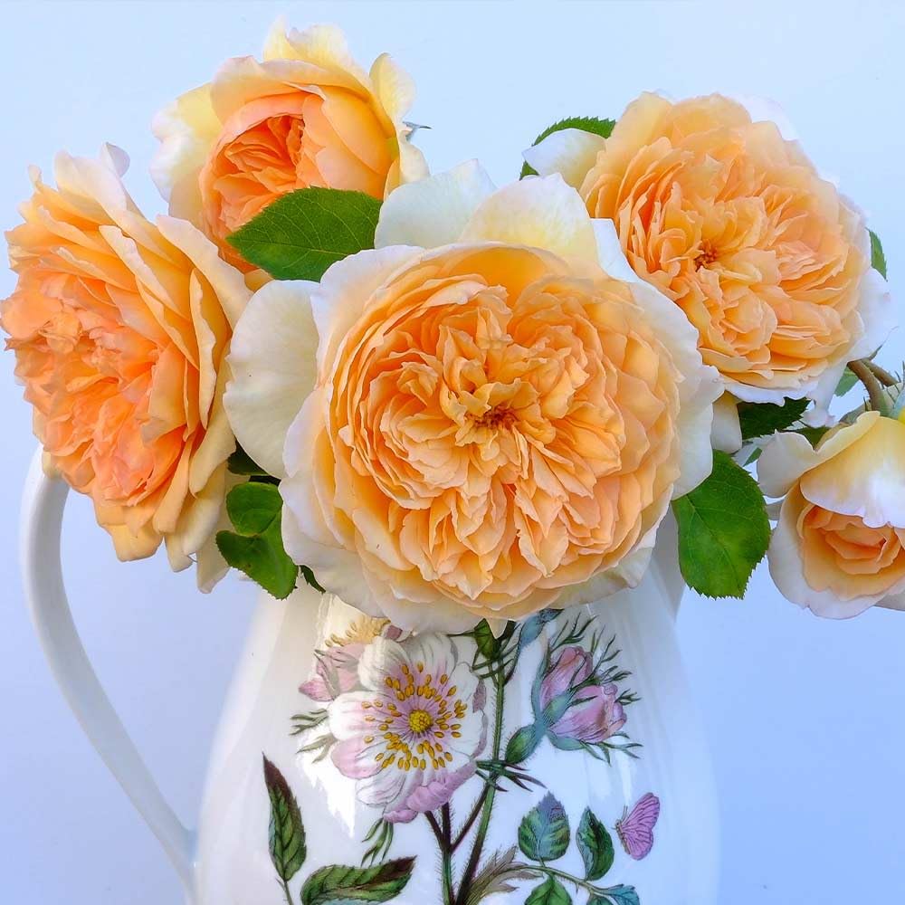Heirloom Roses David Austin Rose Bush - Bathsheba Live Orange Climbing Rose Plant for Outdoor Planting