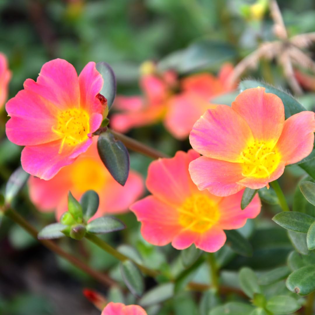Set of 4 Live Portulaca Plants, Moss Rose Flower Plants, 4–7 Inches Tall, Well-Rooted, Ready to Grow (Hot Pink Portulaca)