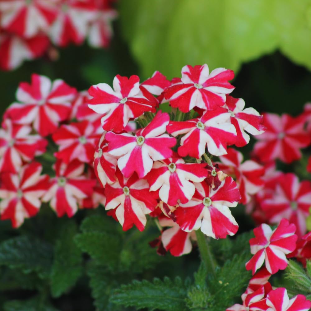 2 Red White Verbena Plants Live for Planting, Colorful Blooming Flower Plant, Verbena Live Plants, 5 to 7 Inc Tall