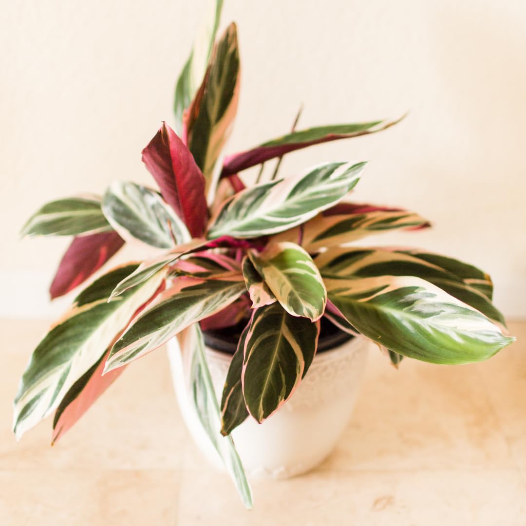 Stromanthe 'Triostar' Live Plant for Indoor | Different Houseplants in 4'' & 6'' Pot | Real House Plant for Living Room, Office, Desk & Bathroom | Triostar | Magenta Triostar