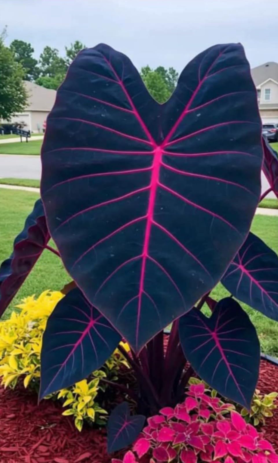 Live Plant - Butterfly Beauty Colocasia esculenta- Elephant Ear - Small Rooted Starter Plant