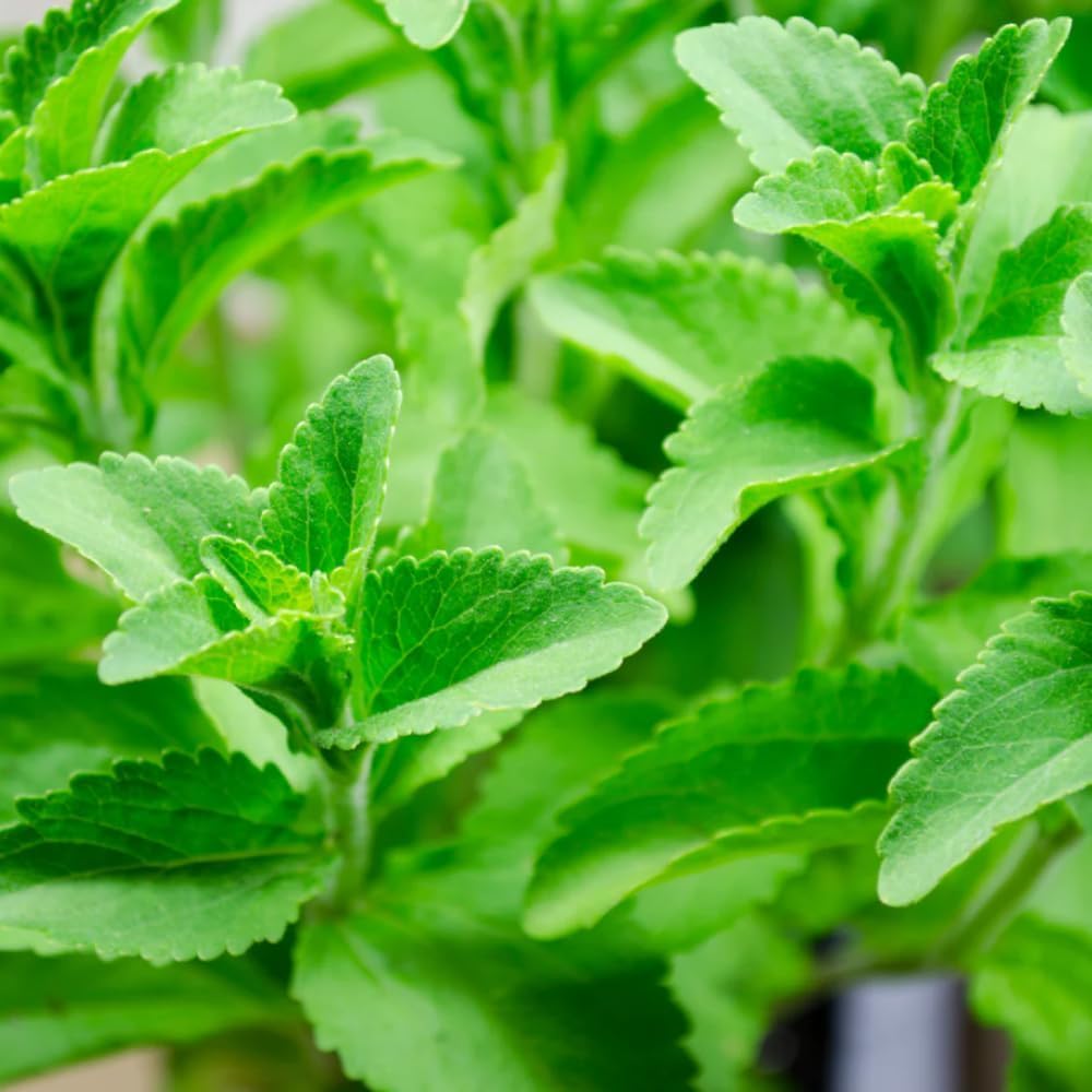 2 Packs of Stevia Plant Live for Planting, Sweet Stevia Mint Herb Well Rooted, 4 Inches Potted