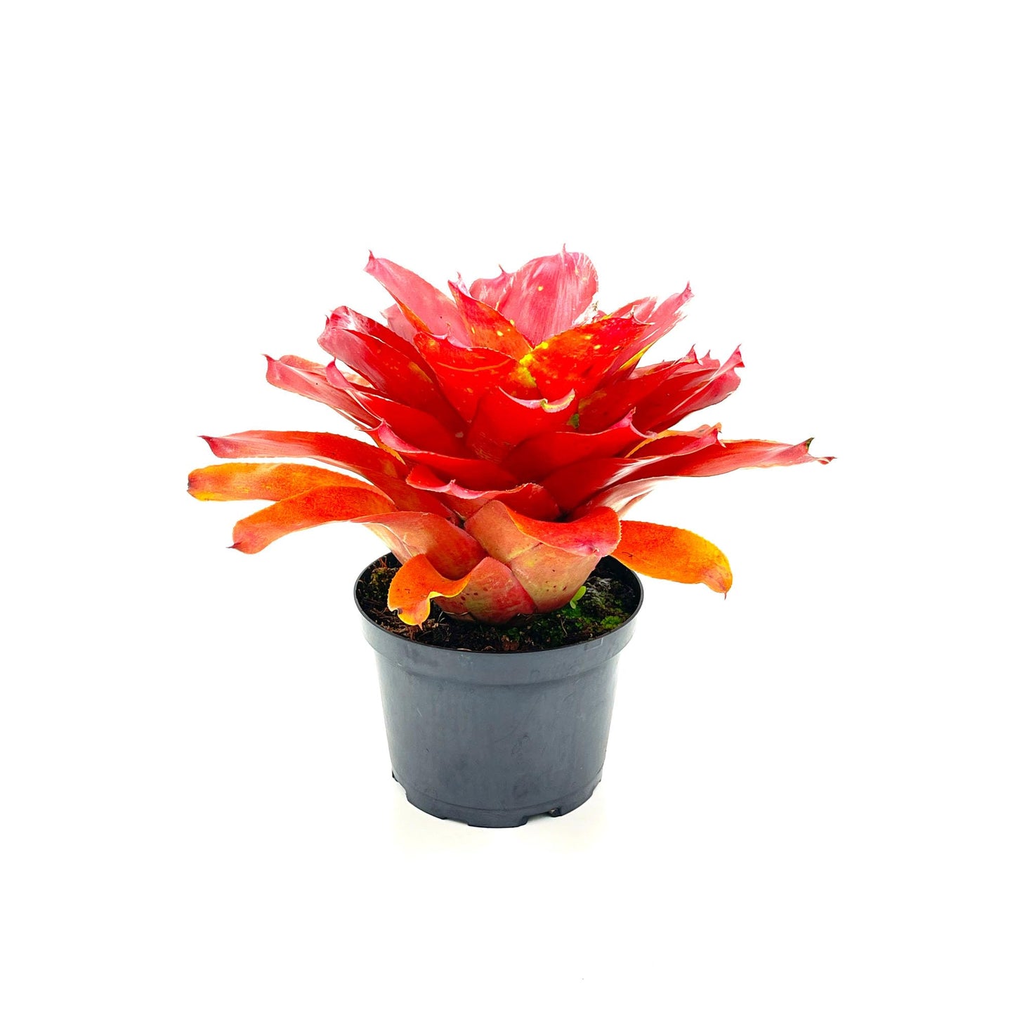ragnaroc Live Plants – Bromeliad Neoregelia Lamberts Pride, 8-12" in 6" Pot - 1ct - Live Arrival Guaranteed - House Plants for Home Decor & Gift