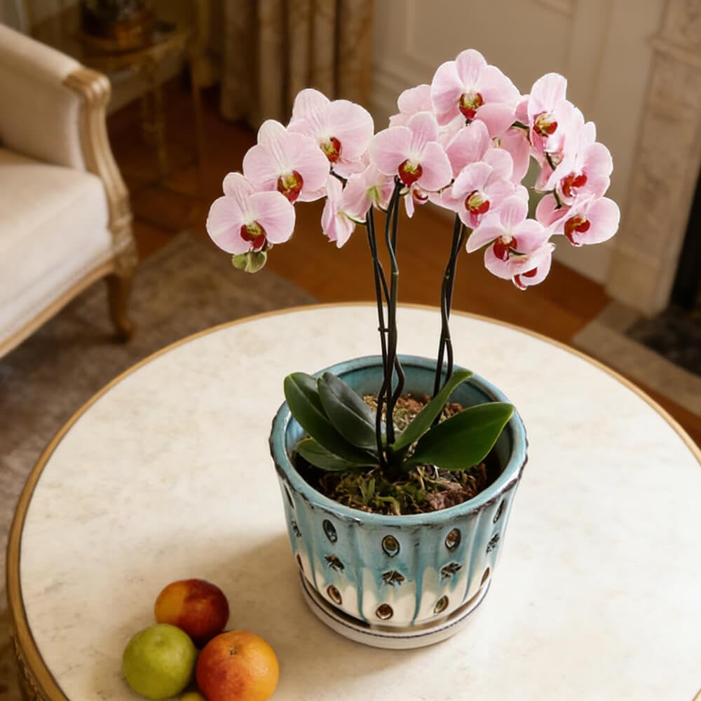 NiSevenLiving Orchid Pots with Holes Attached Saucers 6 Inches - 1 Pcs Small Ceramic Pots for Repotting, Decorative Ceramic Orchid Planter with Hole for Healthy Root Growth Green Over White