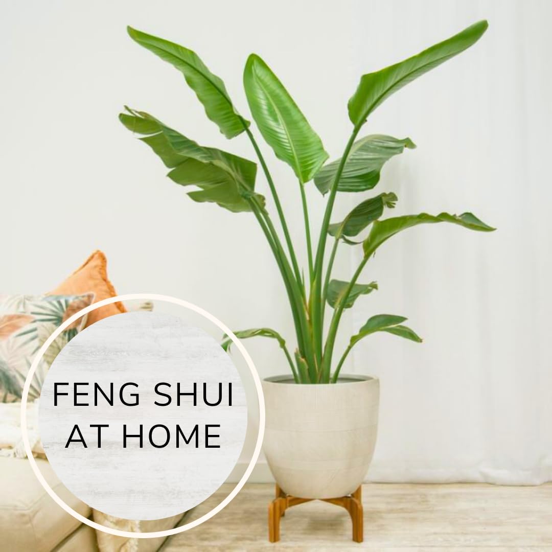 Bird of Paradise Plants Live (4-Pack), Strelitzia Plants with Perennial Orange (2) and White (2) Flowers, Indoor/Outdoor Plants, Exotic Tropical Decor, Not Artificial, 6-10" Height. 2" Pot.