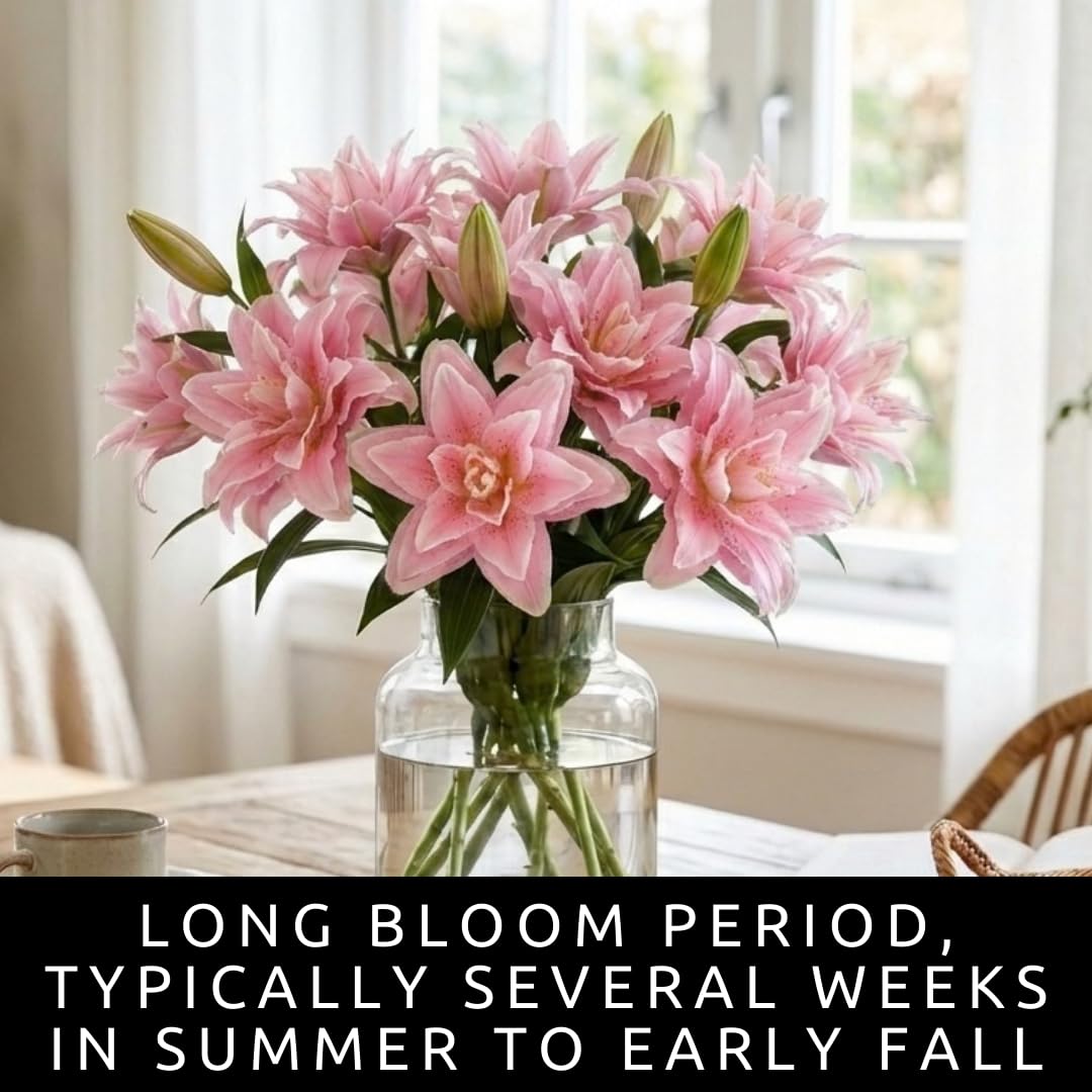 Pink Roselily Double Oriental Lily Bulbs – Fragrant, Pollen-Free, Fully Double Blooms – Premium Perennial Flower for Garden Beds & Cut Arrangements (3 Bulbs)