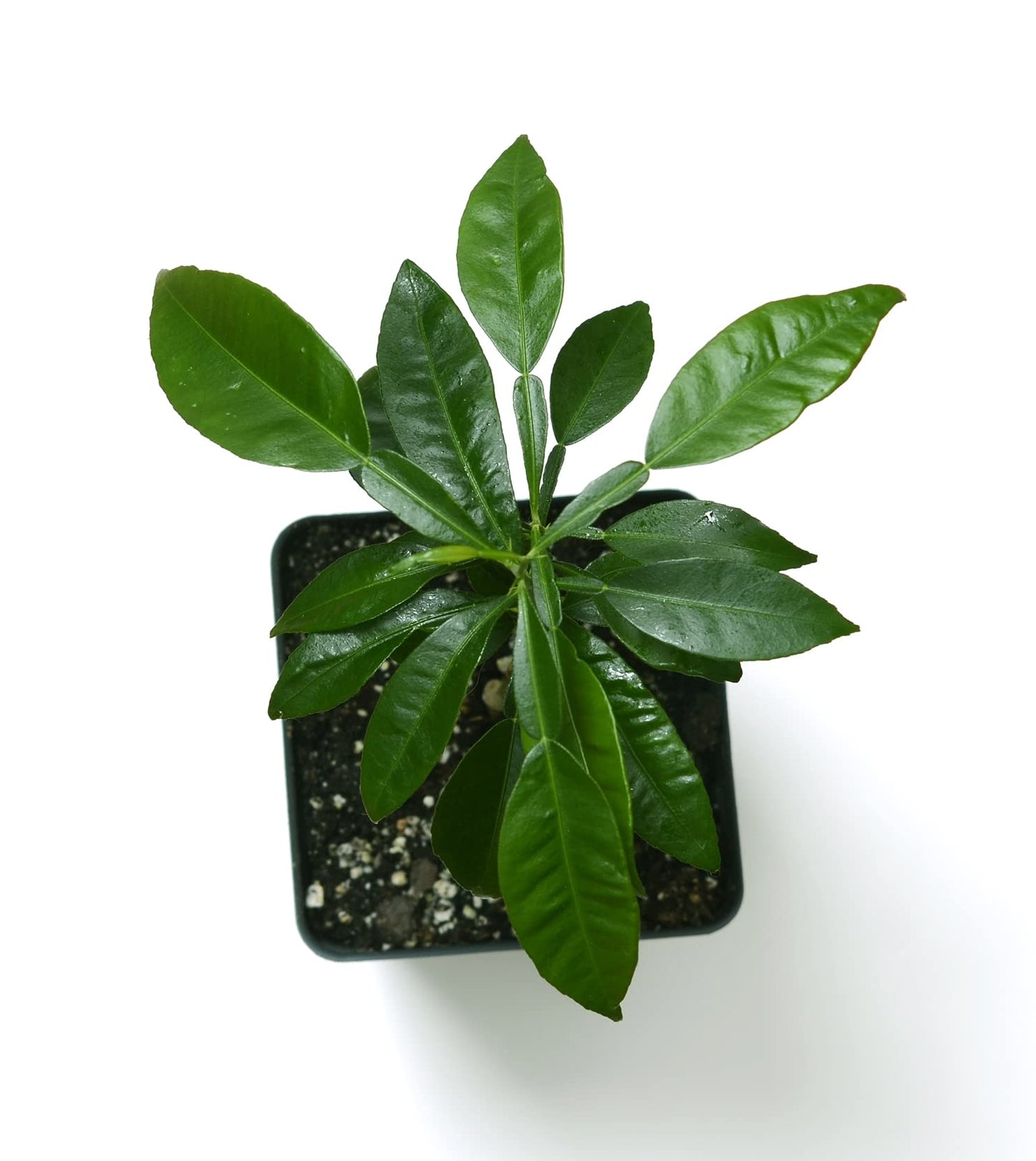 Gerald Winters and Son Yuzu Citrus Tree - XL. Junos. 5'' 8'' Green