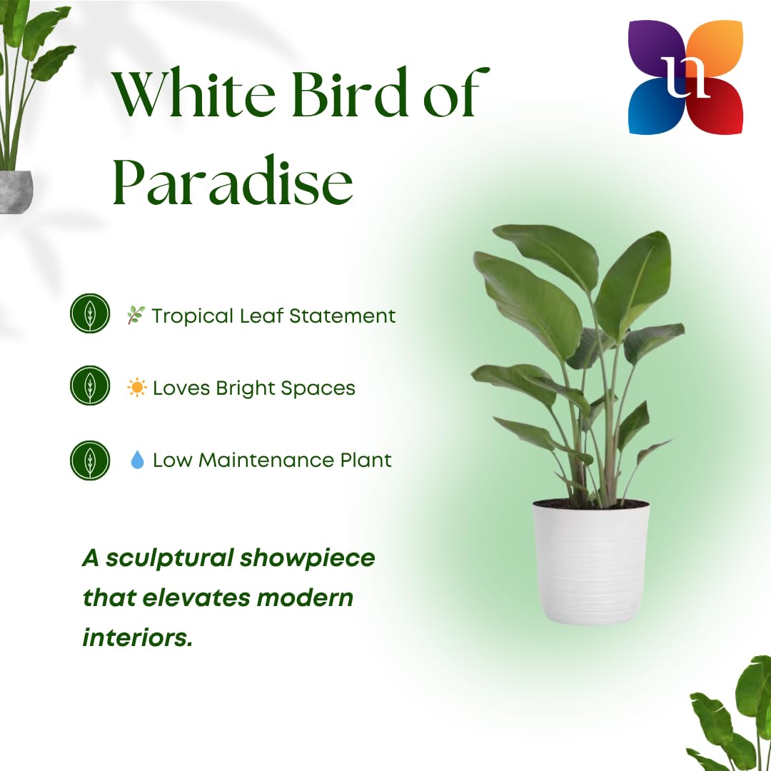 United Nursery White Bird of Paradise Bundle 2-Pack Large 32-36 inches Tall Live Indoor Tropical Plants 10-Inch Plant Pot, Strelitzia Nicolai Air Purifying Floor Plants for Office and Home Decor