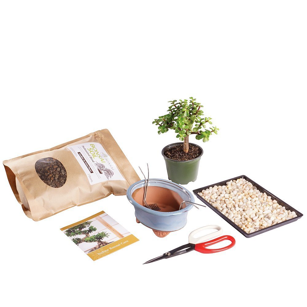 Brussel's Bonsai - Live Dwarf Jade Bonsai Tree Starter Kit with Ceramic Bonsai Pot & Bonsai Soil, Indoor Bonsai Plant Kit, Easy Care Houseplant for Beginners (Green)