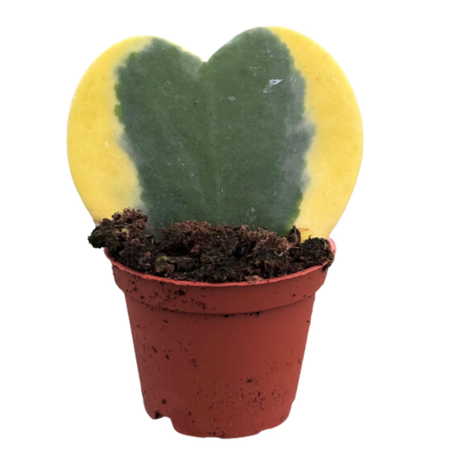 Hoya Heart Variegated Kerri Live Plant in 2-Inch Pot - Rare Heart Succulent, Easy to Care Air-Purifying Houseplant for Home, Office, Wedding Décor, and Birthday Gifts (Heat Pack Included)