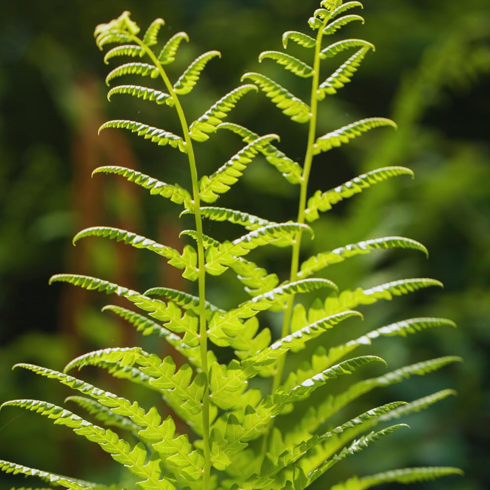 5 Fern Rhizomes, Ostrich Fern Plants Live, Live Fern Plants, Fern Ground Cover Plants Live, Fern Live Plants, 5 Roots