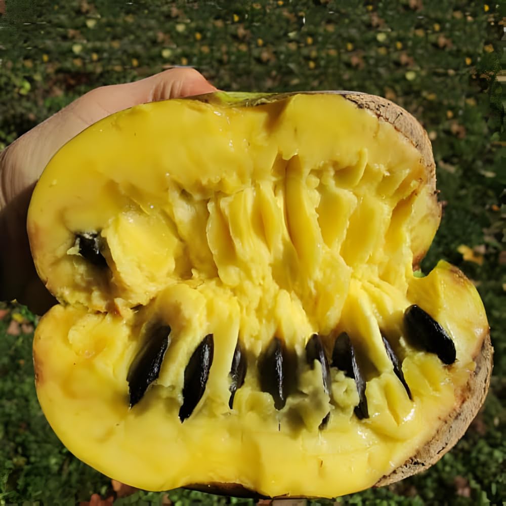 Pawpaw Tree Live Plant for Planting in Quart Pot, 12 to 18 Inch Tall, Easy Care Tropical-Style Fruit Plant for Sunny Outdoor Spots