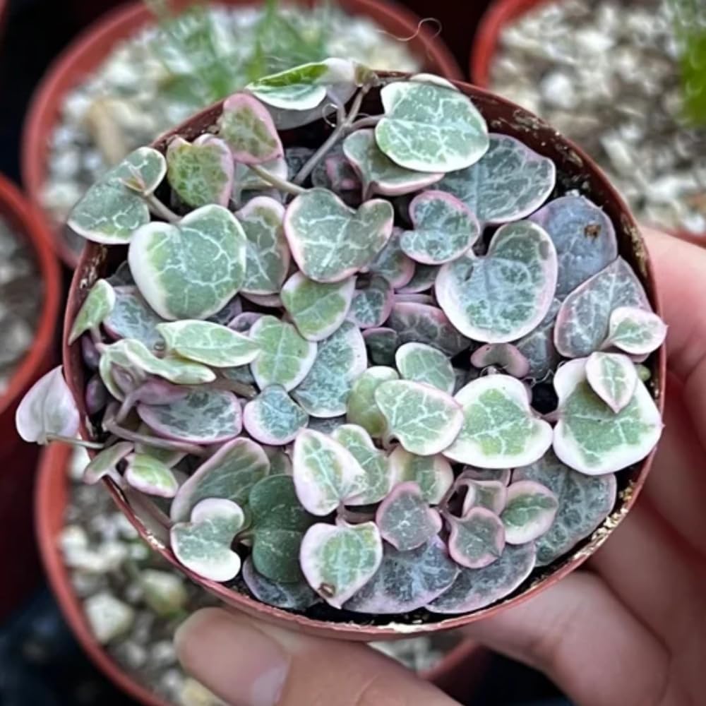 Variegated String of Hearts Plant Live, Ceropegia Woodii Variegata, in 2.5" Pot, Rare Trailing Succulent Vine for Indoor Hanging Pots