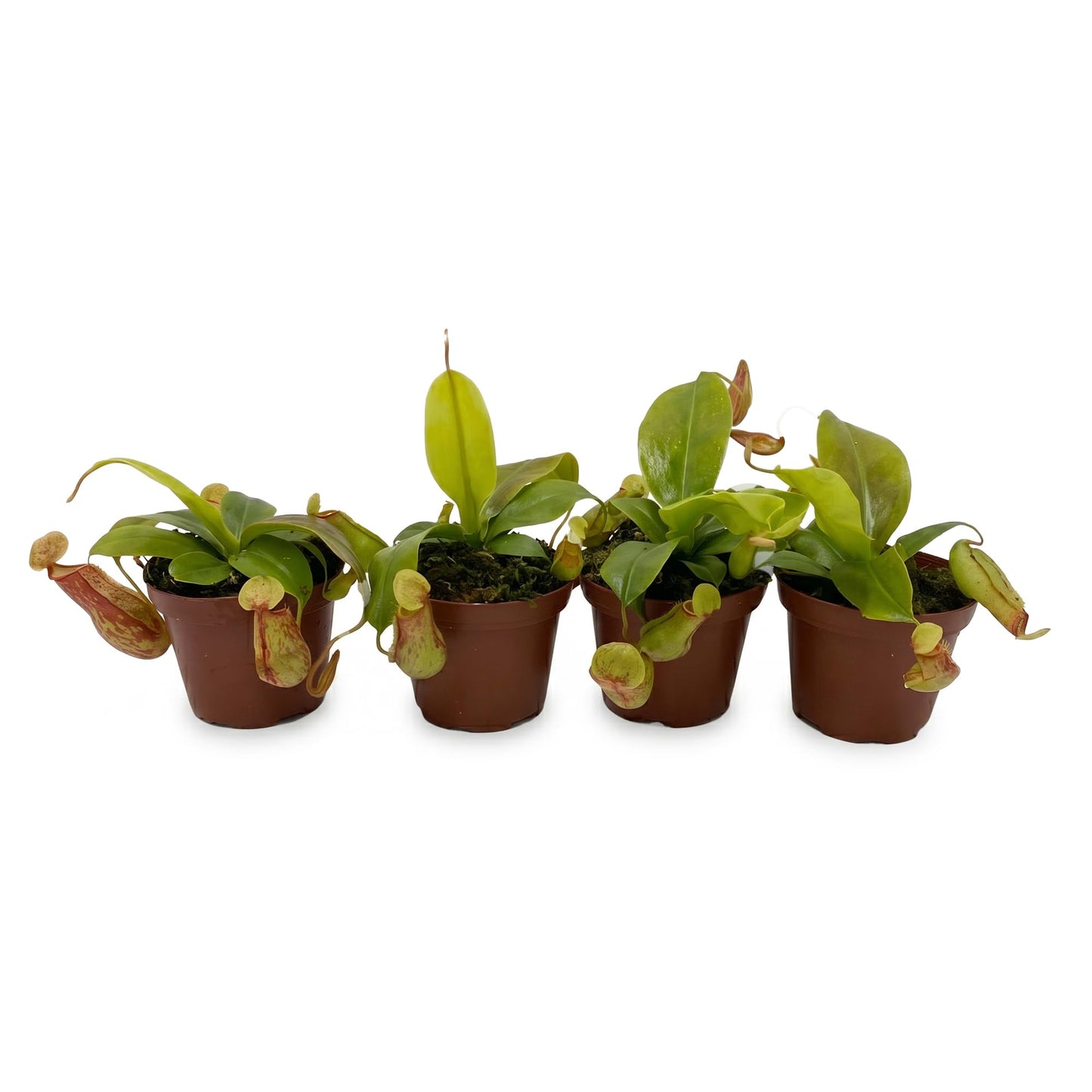 Live Nepenthes 'St Gaya' Carniverous Plant - 'St Gaya Tropical Pitcher Plant' - ragnaroc Carniverous Tropical Plant in 4" Growers Pot - 1ct - Live Arrival Guaranteed - House Plants for Décor & Gift