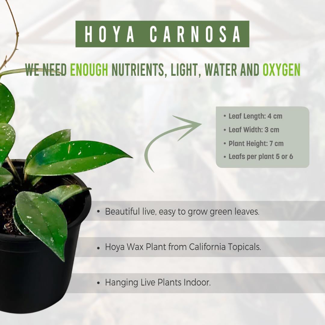 LEAL PLANTS ECUADOR Hoya Carnosa Live Plant (Pack of 2)| Wax Plant for Indoor Décor | Unique Houseplant with Waxy Foliage, Unique Gift for Plant Lover
