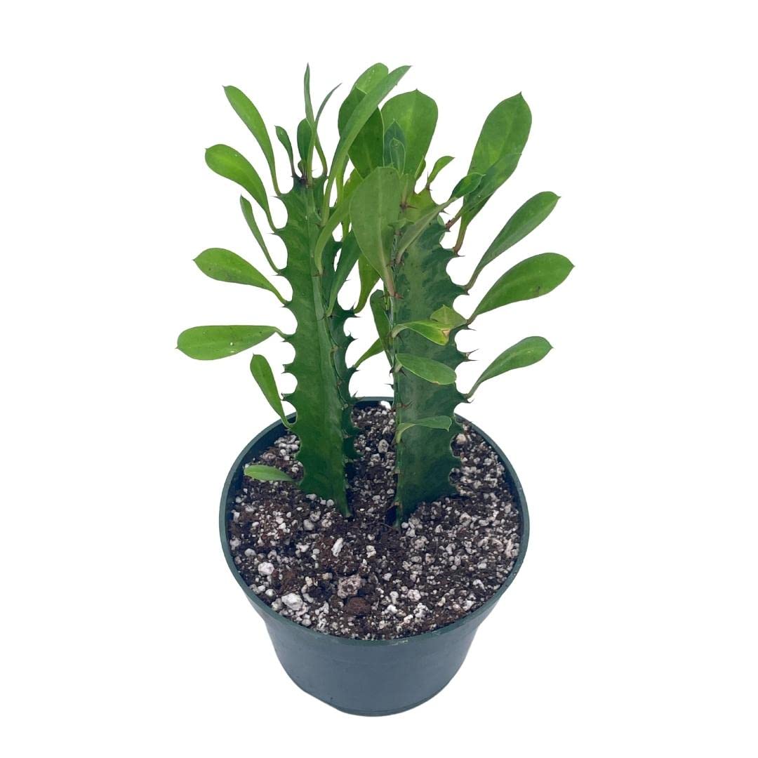 BubbleBlooms Original African Milk Tree, 4 inch Euphorbia trigona Green