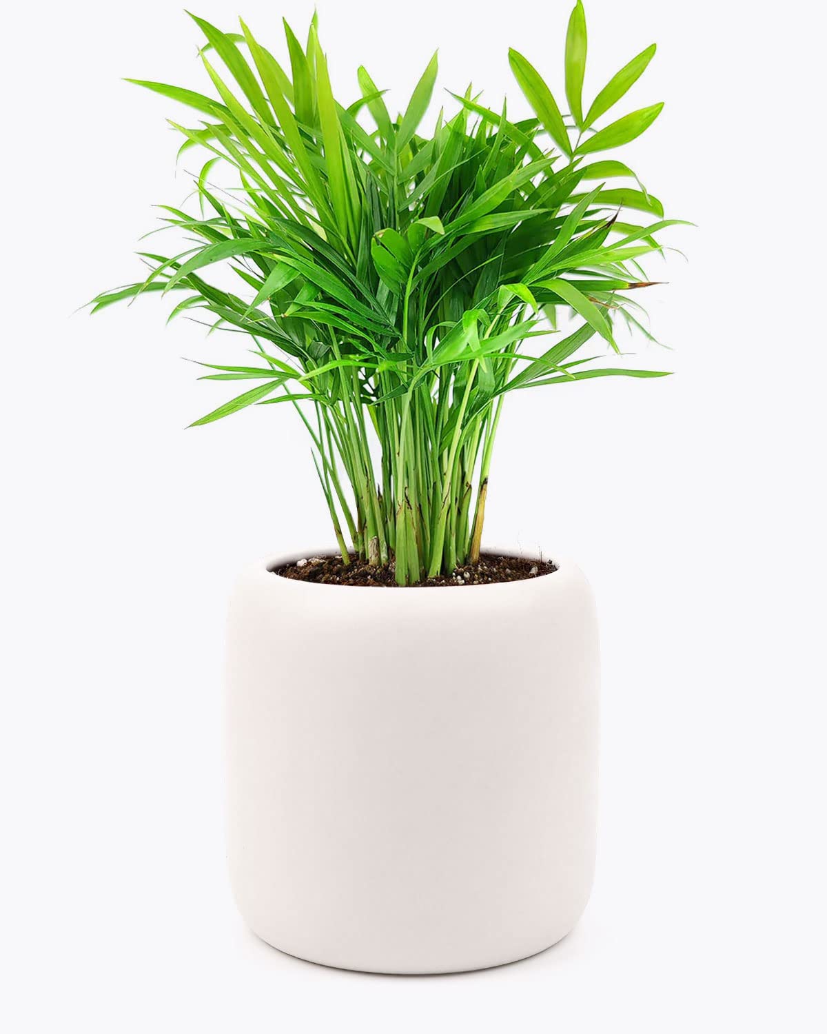 Neanthe Bella Palm (4" Grower Pot) - Air Purifying and Live Healthy Houseplant - Easy to Grow, Easy to Care Indoor Houseplant for Home and Office Decor