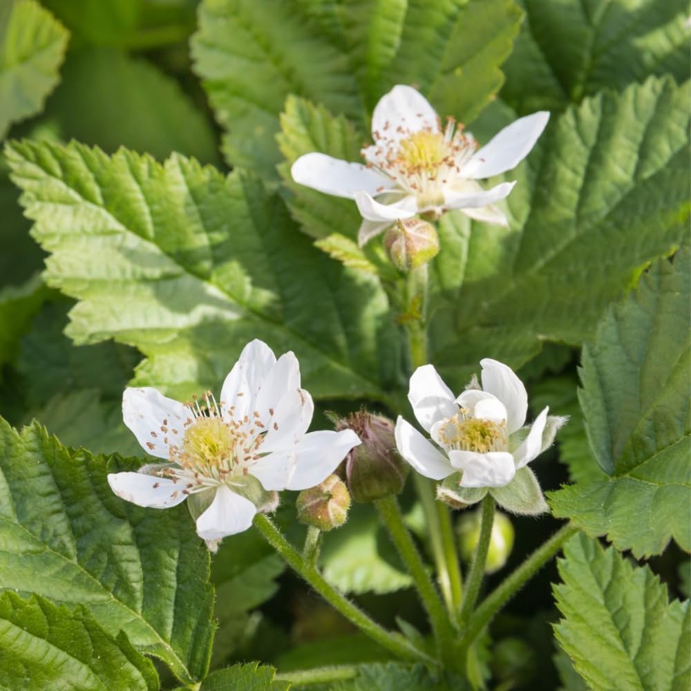 2 Boysenberry Plants Live 5 to 8 Inch Tall, Sweet Boysenberry Trees Live Plants for Planting Indoor Outdoor