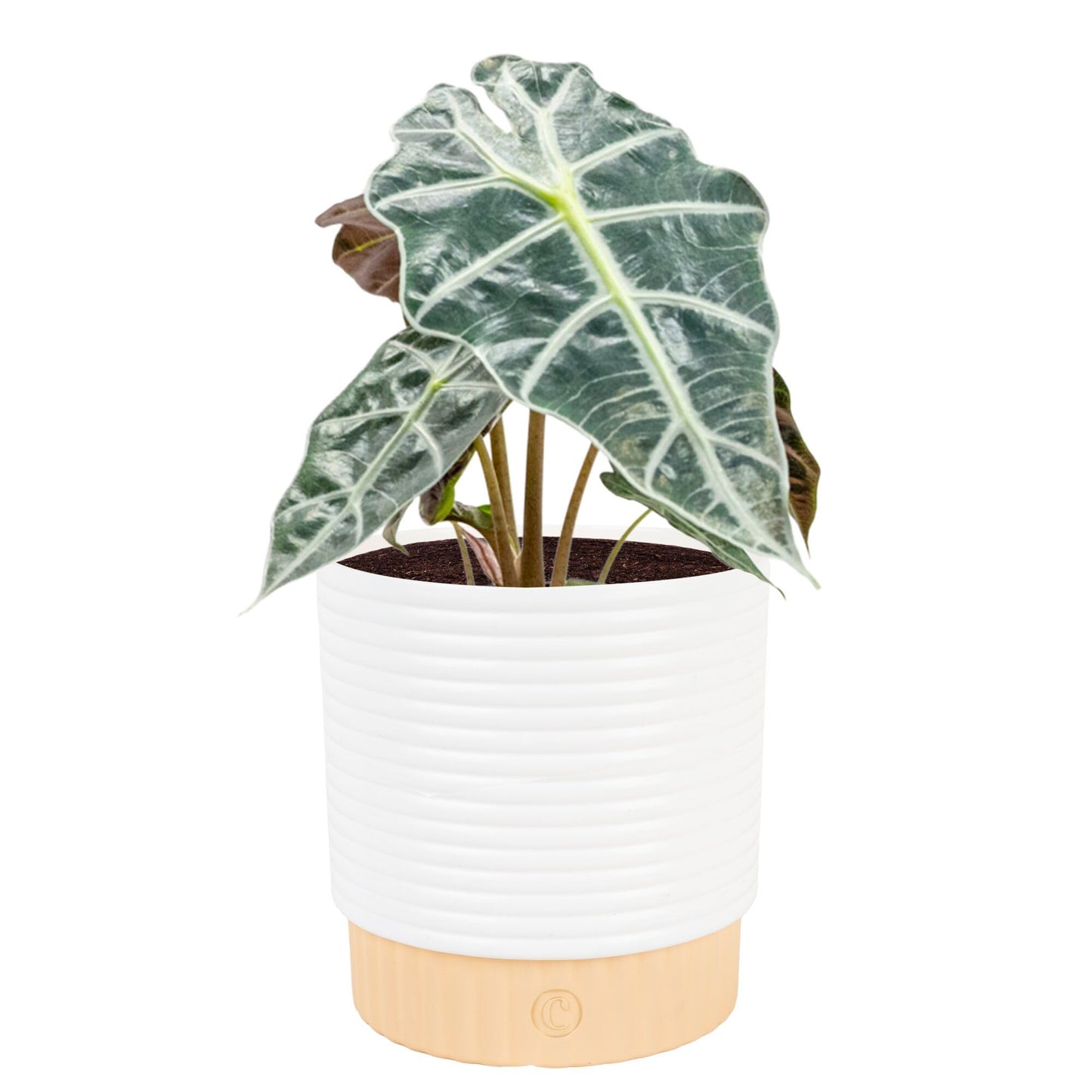 Costa Farms Alocasia Polly Live Plant in Decorative Pot, Indoor Houseplant, Perfect for Home, Room, or Office Decor, Great House Warming or Birthday Gift, 12-18 Inches Tall