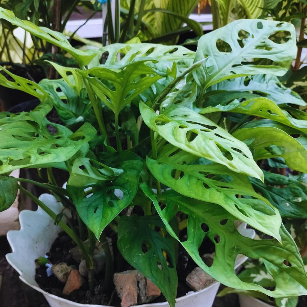 2 Monstera Plants Live, Live Monstera Plants, Swiss Cheese Monstera Plant Live, Swiss Cheese Plant Live Indoor, 4 to 6 Inc Tall
