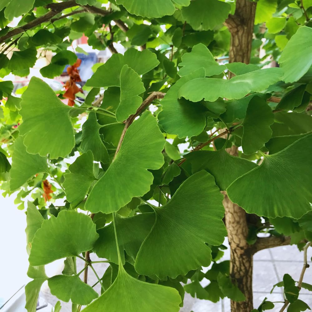 Set of 2 Ginkgo Plants Live Bare Roots, 6-12 Inches Tall, Ginkgo Biloba Trees for Garden, Patio, or Indoor Decoration