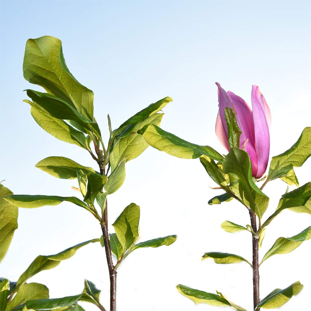 Perfect Plants Jane Magnolia Live Plant, 5 Gallon, Includes Care Guide