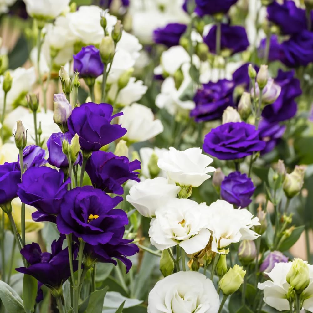 2 Eustoma Lisianthus Live Plants, Lisianthus Flowers Seedlings, 2-3 Inch Tall Well-Rooted Plug, Lisianthus Plants (Mix Lisianthus)