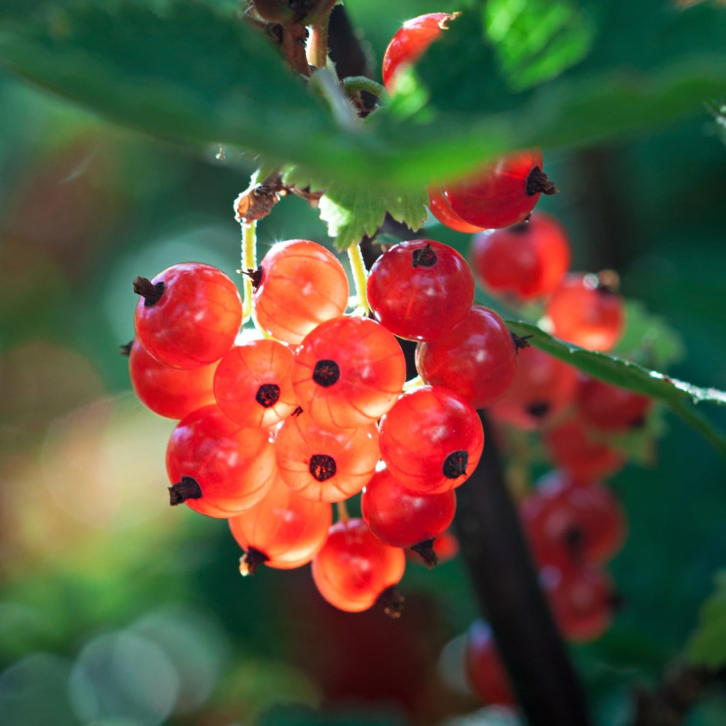 Red Currant Bush Live Plant Well Rooted, 1 Year Bare Root, Red Currant Berry Plant Live, Currant Tree