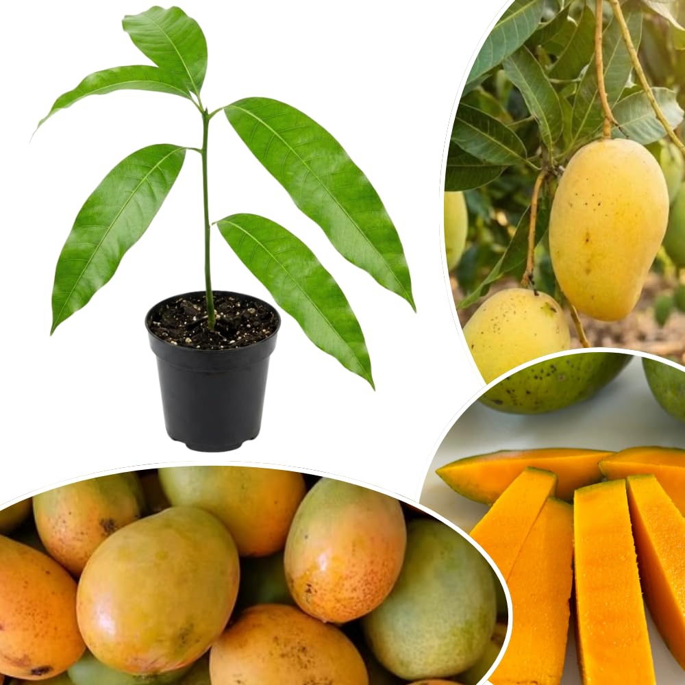 Sweet Mango Tree Live Plant, 7-11 Inch Tall, Yellow Mango Plant Live for Outdoor Planting, in Pot, Well-Rooted Tropical Fruit Tree