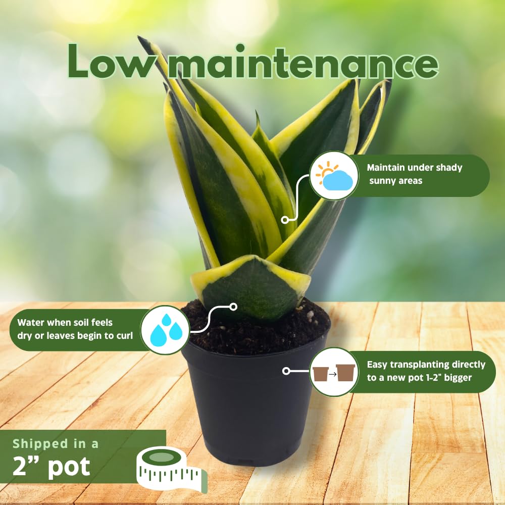 BubbleBlooms Black Gold Snakeplant, Green and Yellow Snake Plant, Variegated Sansevieria trifasciata