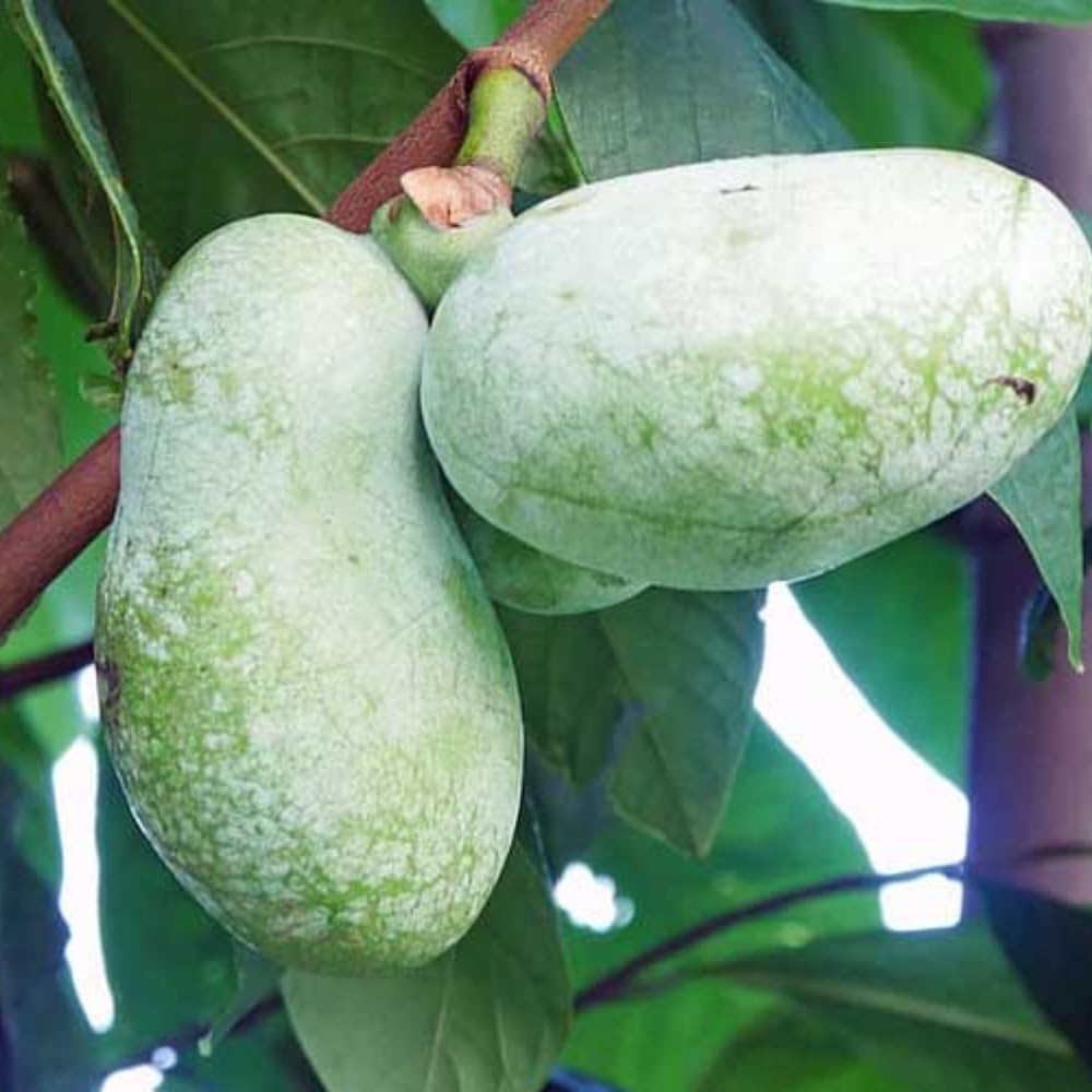 Sets 2 Pawpaw Trees Live Plants 1 Year Old, 7 to 12" Tall Established Roots, Paw Paw Banana Tree Plant Live, Pawpaws Plant for Growing Outdoor