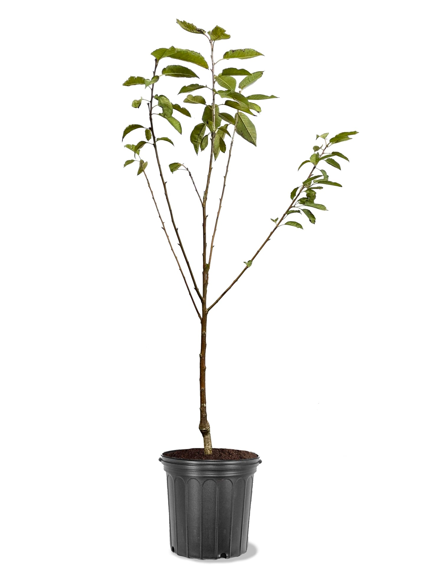American Plant Exchange Cherry Tree 'Santina' – Live Fruit-Bearing Plant, 5-Gallon Pot, Cold Hardy, Sweet Edible Cherries for Outdoor Orchards and Landscapes