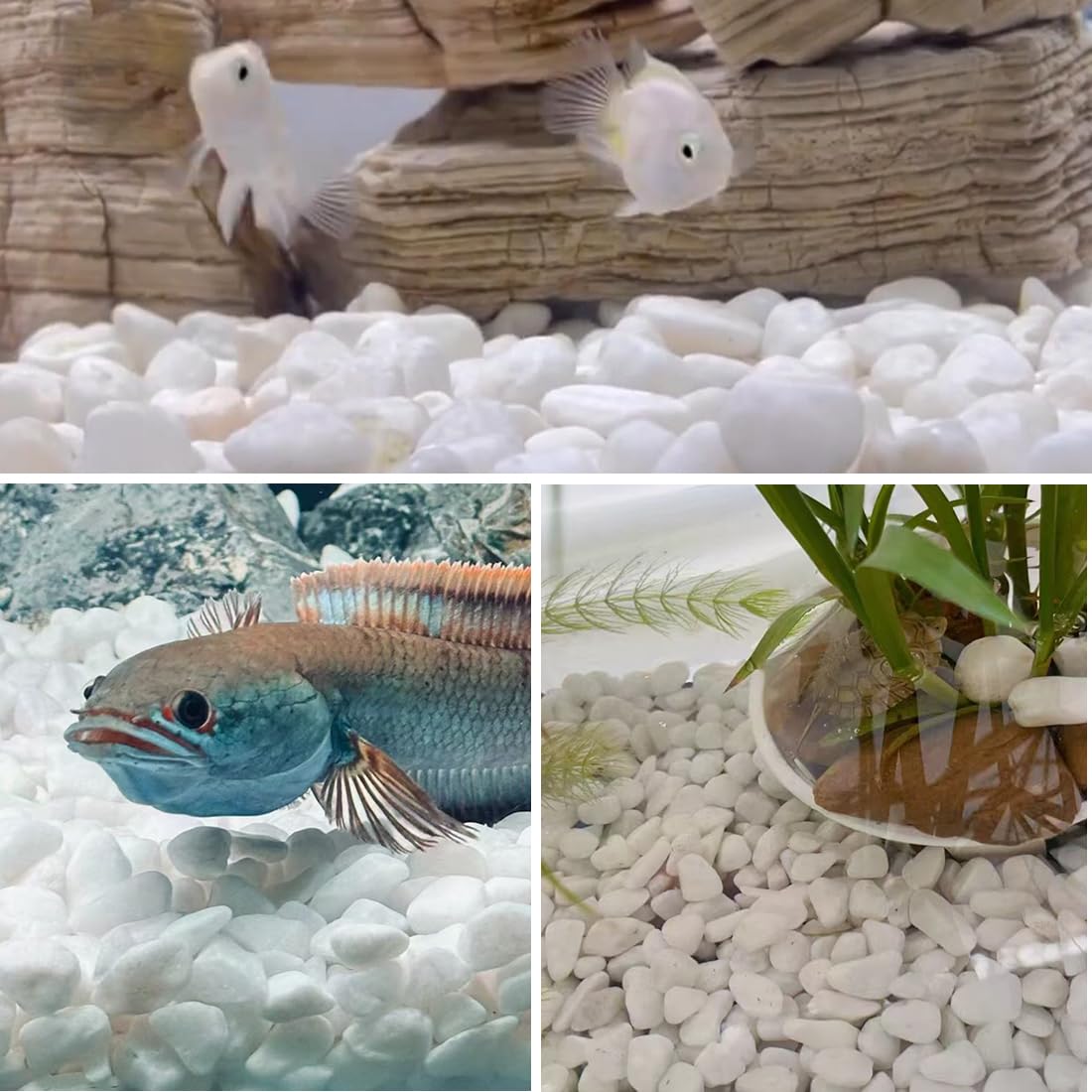 YISZM 5lb White Pebbles for Indoor Plants, 1-2 Inch Natural River Rocks, Snow White Decorative Stones, Ideal for Fish Tank, Vases, Crafting, Home Decor and Garden Landscaping Rocks