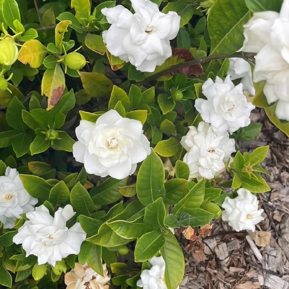2 Jasmine Plants Live, Climbing Jasmine Flower Plant, Zone 4 to 11, 5 to 7 Inc in Height (Frost Proof Gardenia)