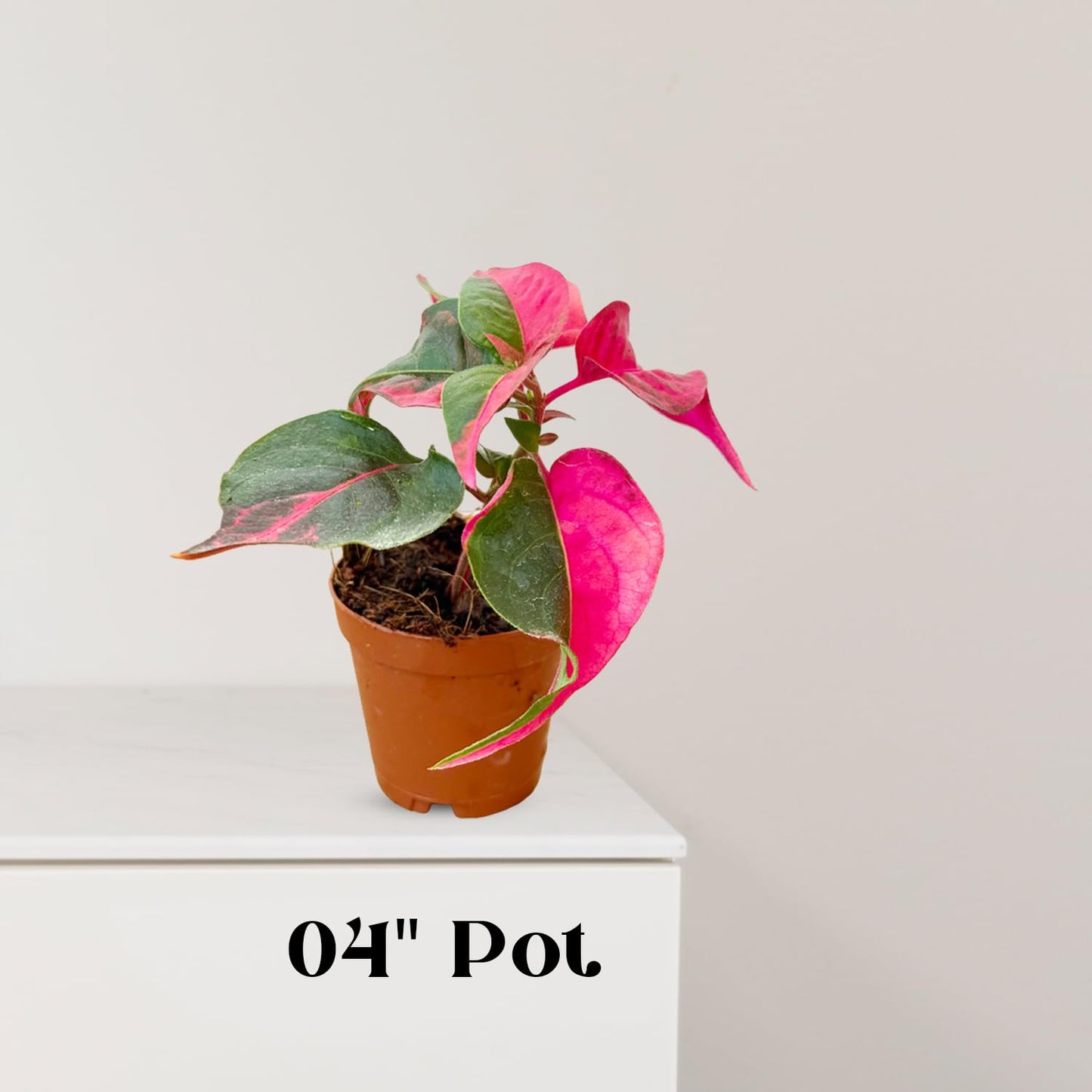 Alternanthera Party Time Live Plant in 2” Pot – Pink and Green Foliage – Foliage for Gardens & Landscapes - Easy Care Outdoor Plant - Green and Pink Shrub
