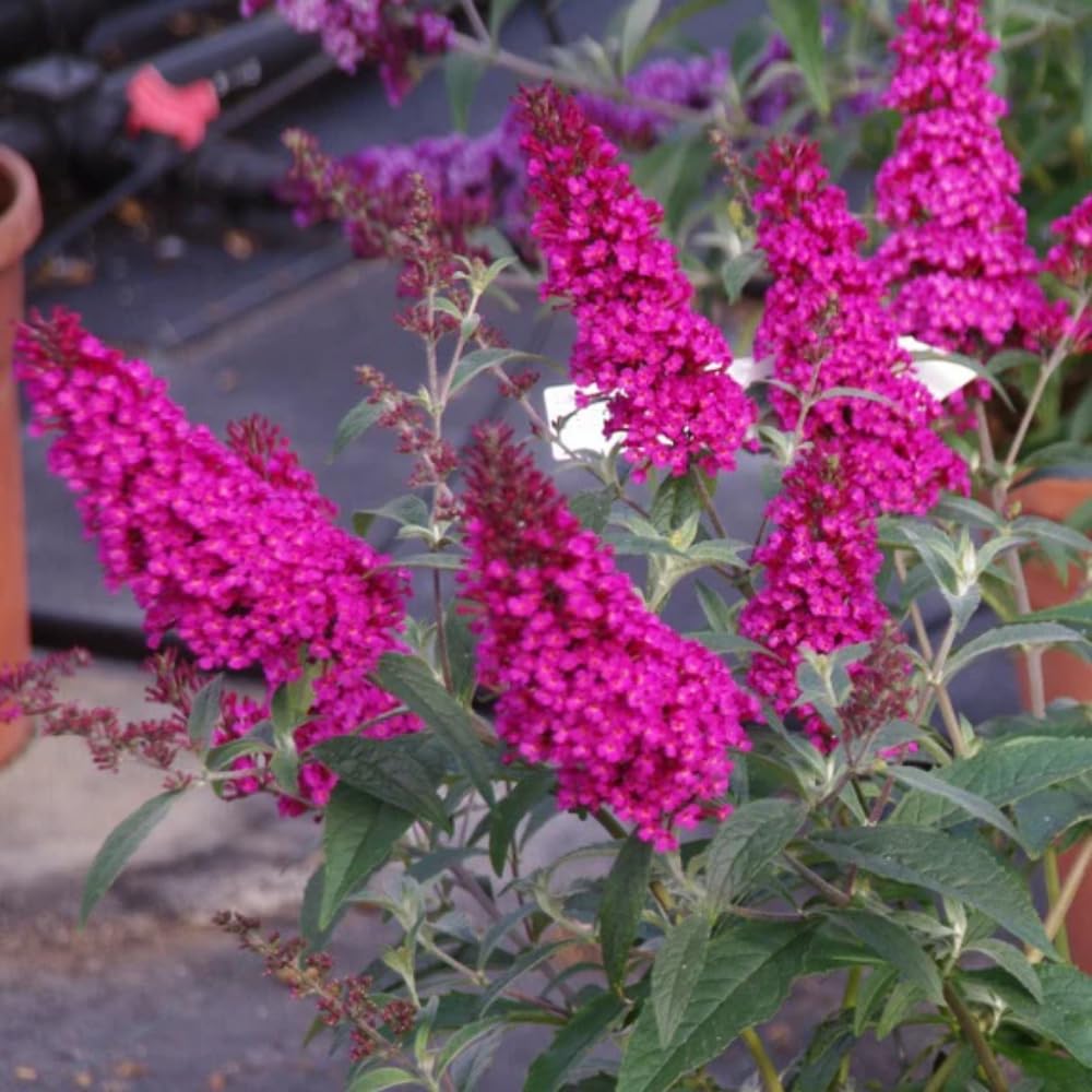 Potted Butterfly Bush Live Plant, 5-9" in Tall, Cold Hardy, Spring Outdoor PlantingBlooms Summer to Fall, Dormant in Winter (Cranberry Buddleia Plant)