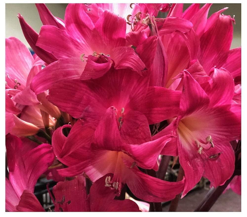 Naked Ladies Amaryllis Belladonna - 3 Pink Bulbs - Stunning Blooms for Outdoor Gardens - Easy-to-Grow Perennial Flowering Plant