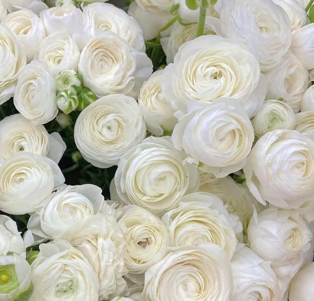 10pcs White Ranunculus Bulbs Fall Planting for Spring Blooms Easily Grown Flower Bulbs