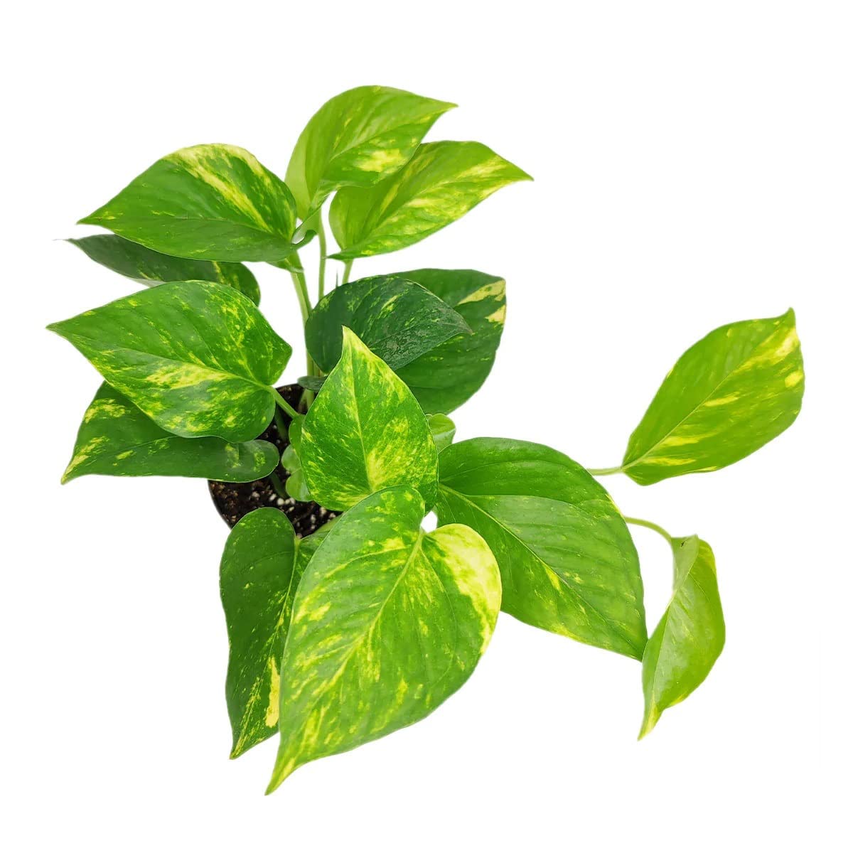 Golden Pothos (4" Grower Pot) - Trailing Air- Purifying, Easy to Grow Houseplant - Live Healthy Houseplant for Home Office Decoration