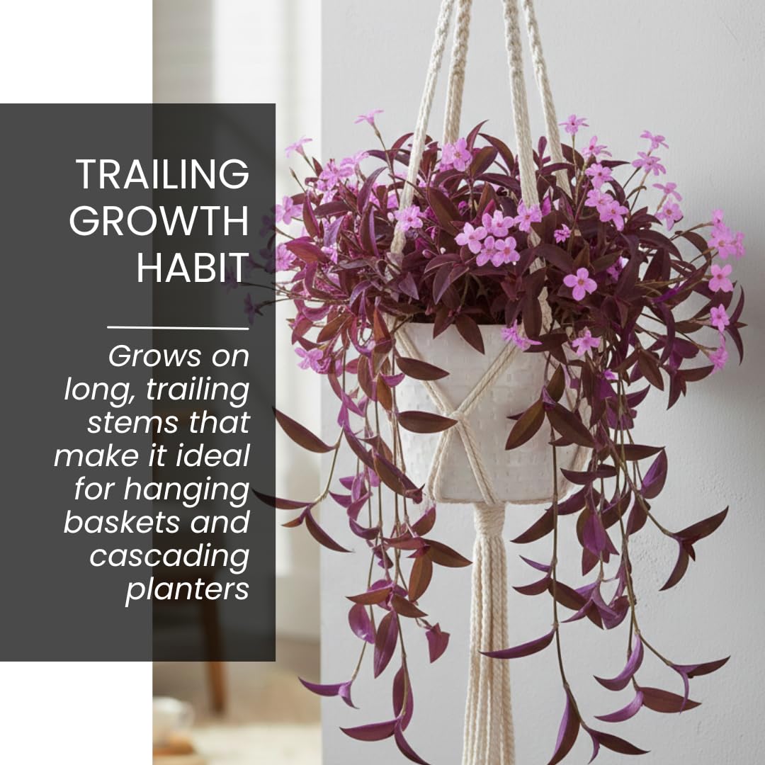 2 Pale Puma Wandering Jew Cuttings to Grow – Tradescantia Pallida Cuttings - Purple & Lavender Plant - Easy Trailing Houseplant for Hanging Baskets & Pots - Gardener Gift