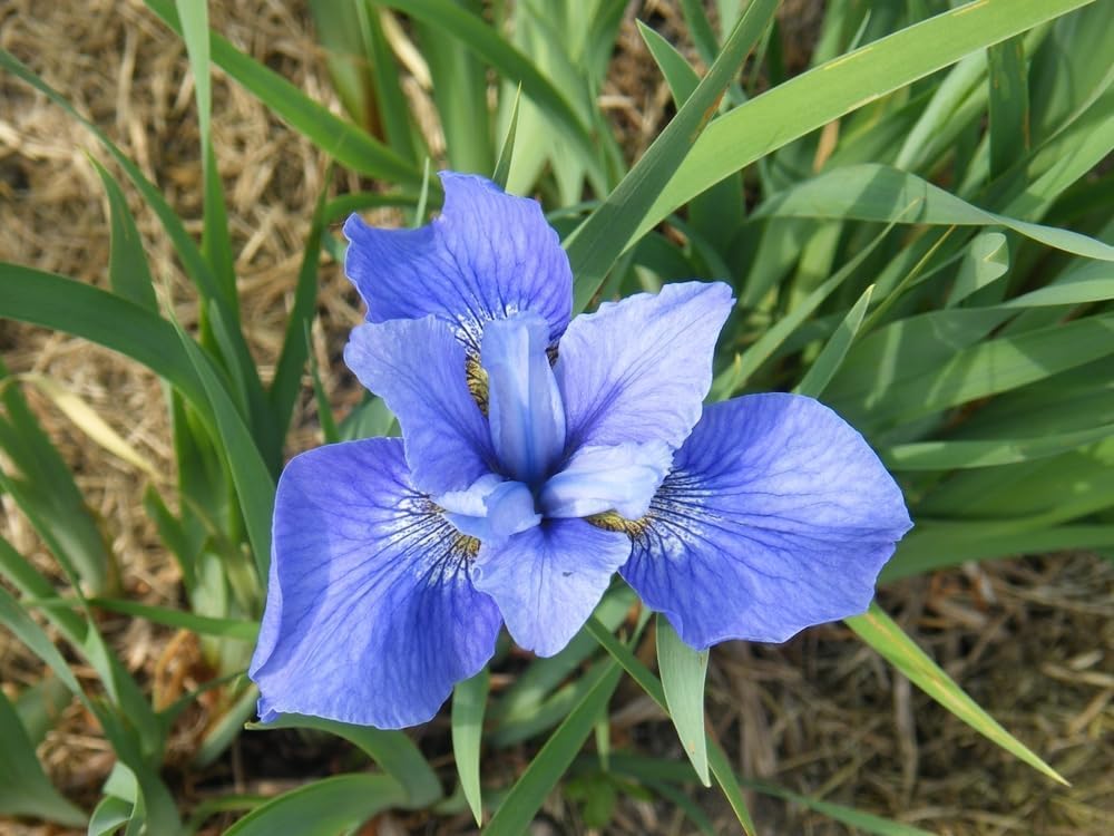 Siberian Iris Roots (Iris sibirica) – Elegant, Hardy Blooms for Borders and Naturalized Gardens (3 Roots)