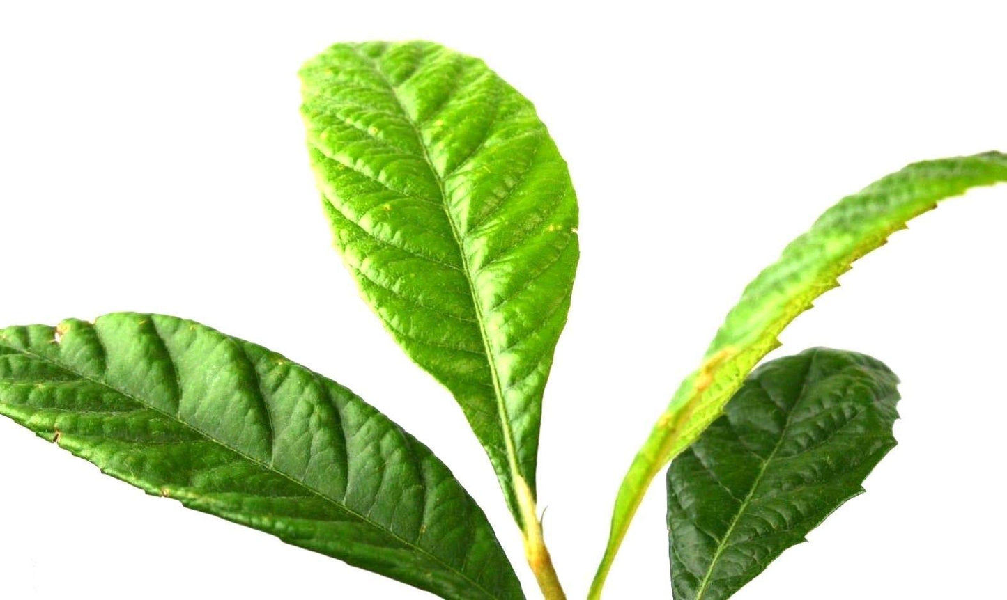 Loquat Tree Sweet Yellow Plum Live Starter Plant Plug 4-7 Inches Tall Easy-to-Grow Grown from Seeds 7-12 Months Old Ready to Plant Indoor/Outdoor
