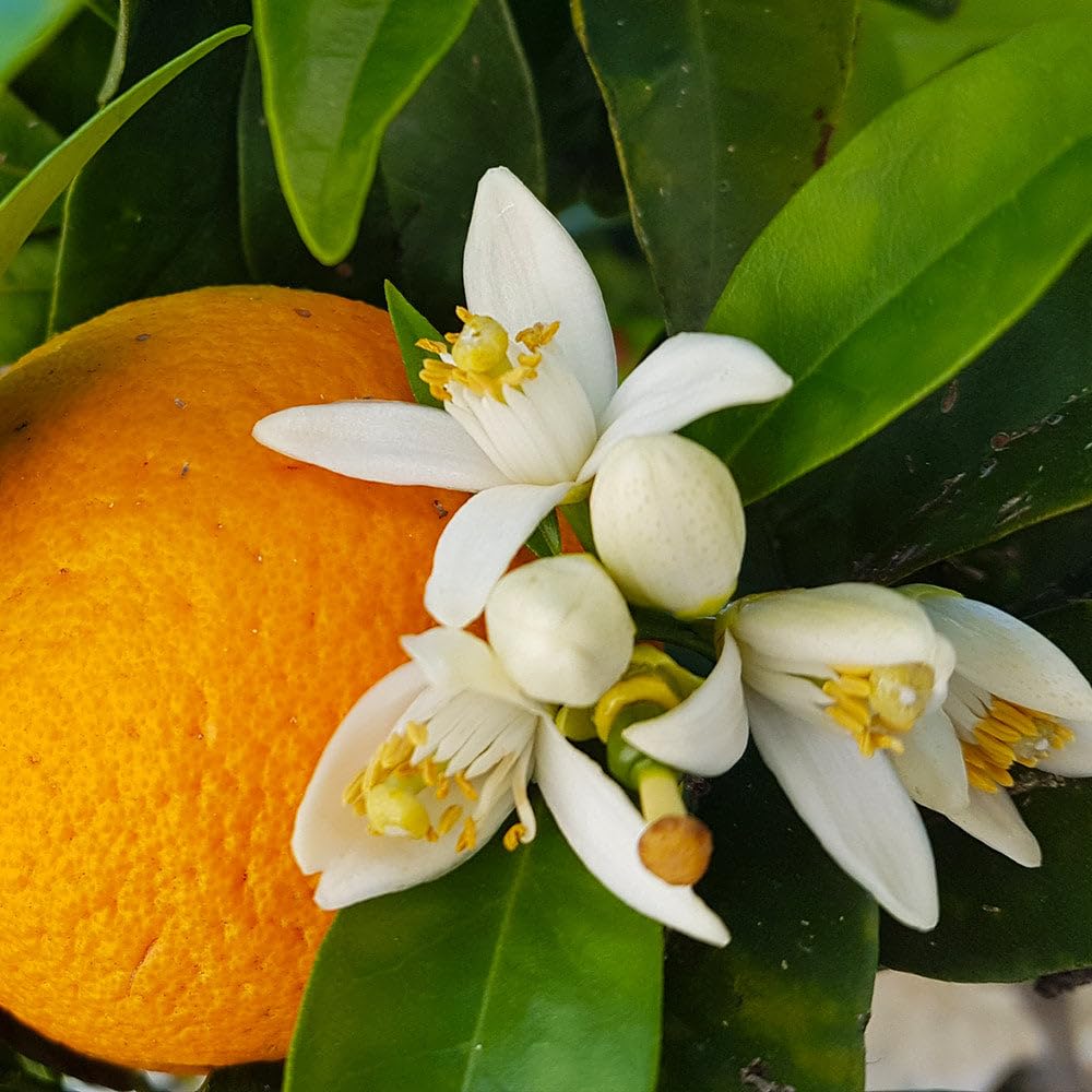 Brighter Blooms - Navel Orange Tree, 1-2 Feet - Live Fruit Plant - No Shipping to AL, AZ, CA, FL, GA, LA, OR, TX