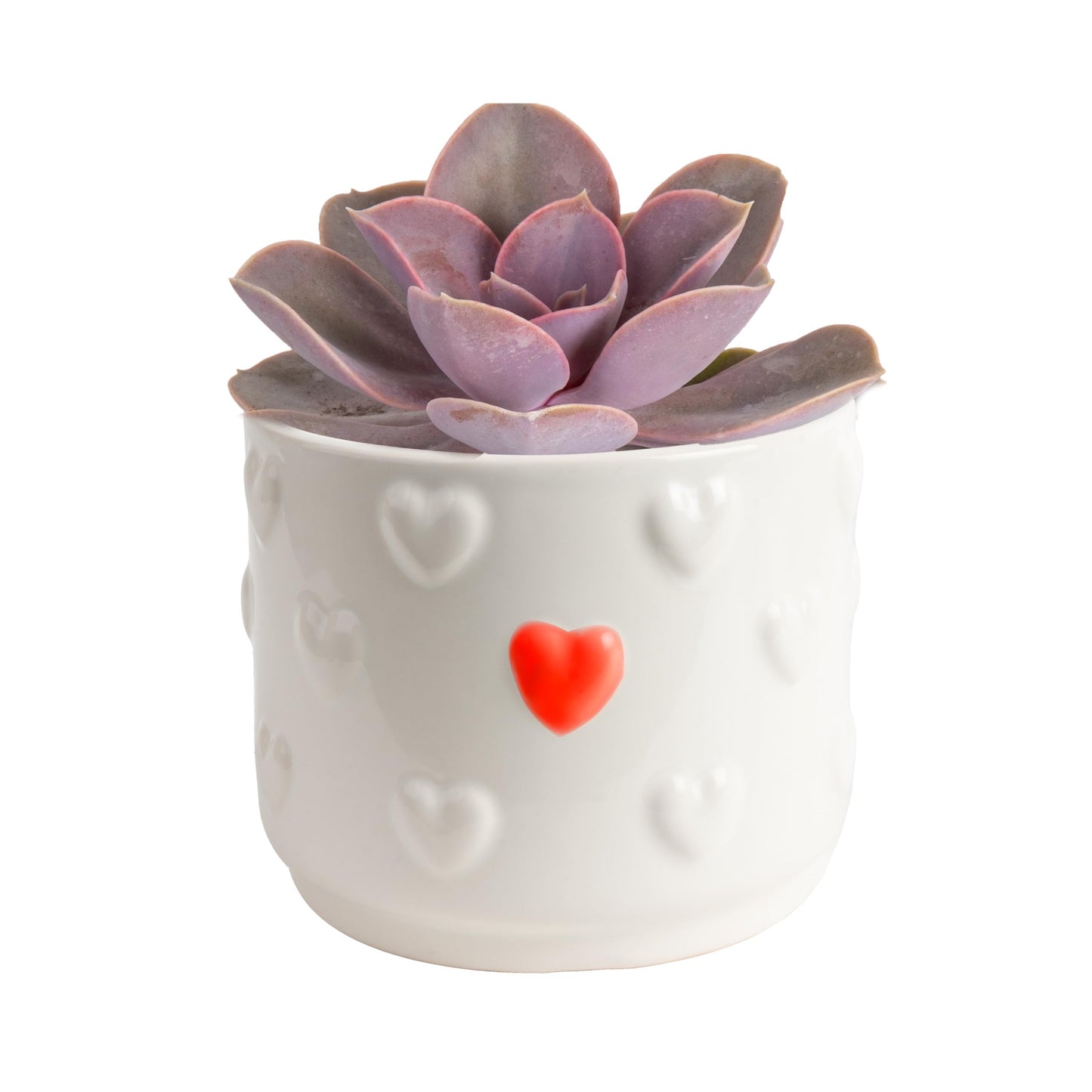 Costa Farms Echeveria, Succulent Live Plant in Decorative Pot, Succulent Indoor Houseplant, Perfect for Home, Room, or Office Decor, Great House Warming or Birthday Gift, 4-6 Inches Tall