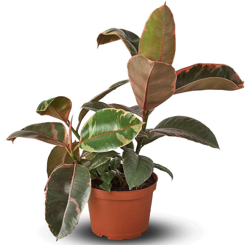 Ficus Elastica 'Ruby Pink' Live Plant for Indoor | Different Houseplants in 4'' & 6'' Pot | Real House Plant for Living Room, Office, Desk & Bathroom | Variegated Rubber Tree