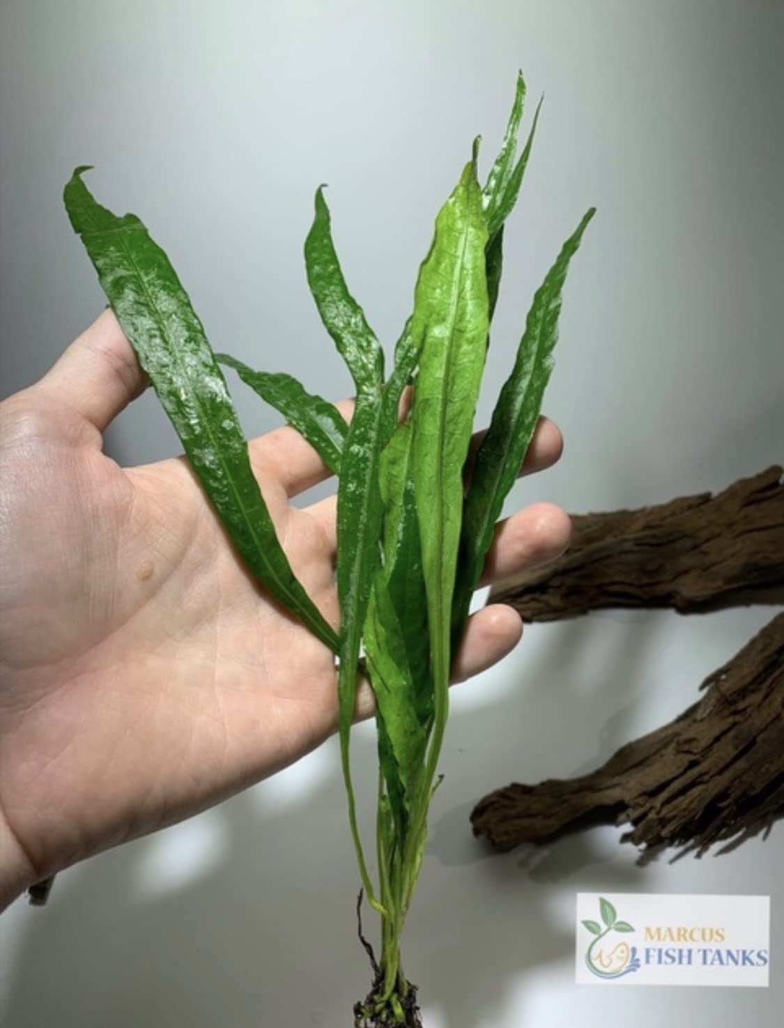 Marcus Fish Tanks - 3X Java Fern Microsorum Pteropus Easy Live Aquarium Plants Aquatic Fish Tank Plants